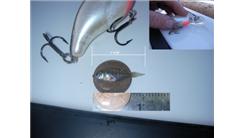 Smallest Fish Caught Using A Hook