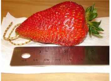 Longest Strawberry