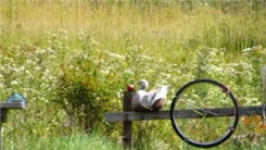 Fewest Shots To Hit An Apple At 65 Yards With A .22 Caliber Rifle While Standing