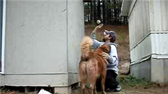 Most Bounces Of A Baseball Off Of The Side Of A Building In 30 Seconds While Petting A Dog
