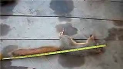 Longest Recently Harvested Red Squirrel