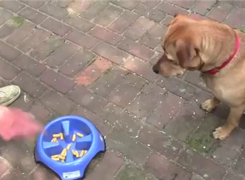 Most Bambas Fed To A Dog