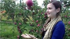 Most Times Throwing And Catching An Apple While Walking Forward In An Apple Orchard