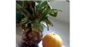 Smallest Pineapple