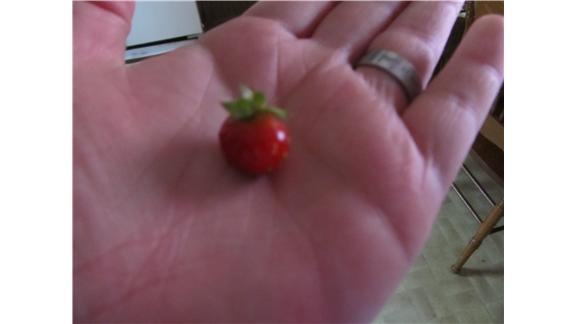 Smallest Ripe Strawberry World Record Margaret Mcgregor