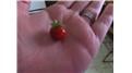 Smallest Ripe Strawberry
