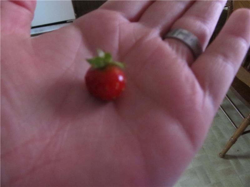 Smallest Ripe Strawberry World Record Margaret Mcgregor