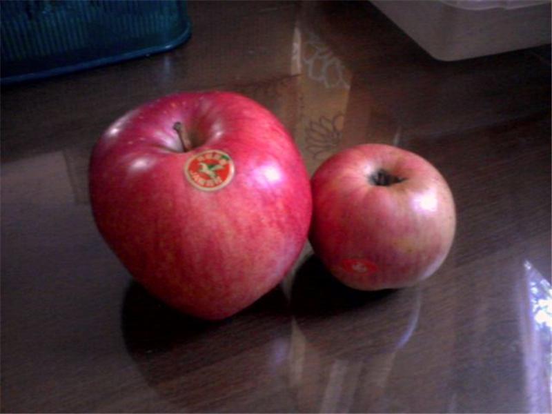 Largest Apple