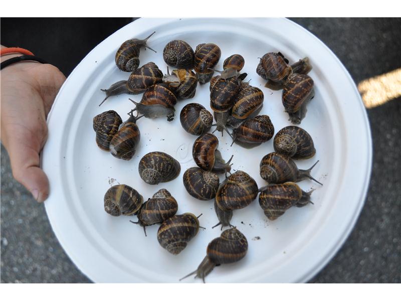 Largest Pile Of Snails