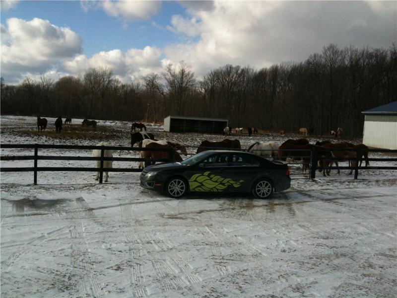Most Horses Visible In A Photograph Of A Car