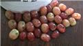 Largest Collection Of Jack-O-Lantern Grapes