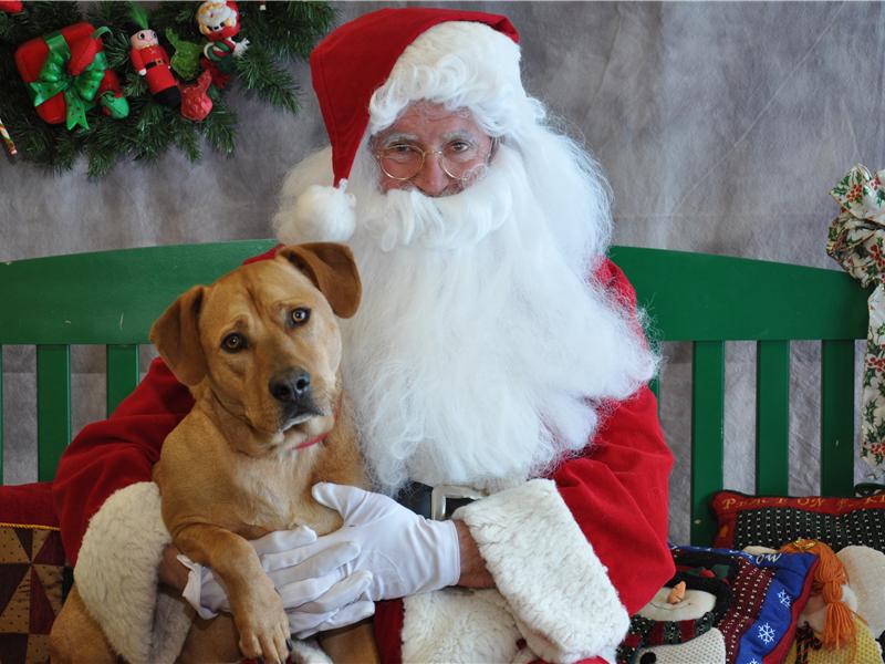Heaviest Dog Sitting On Santa\'s Lap