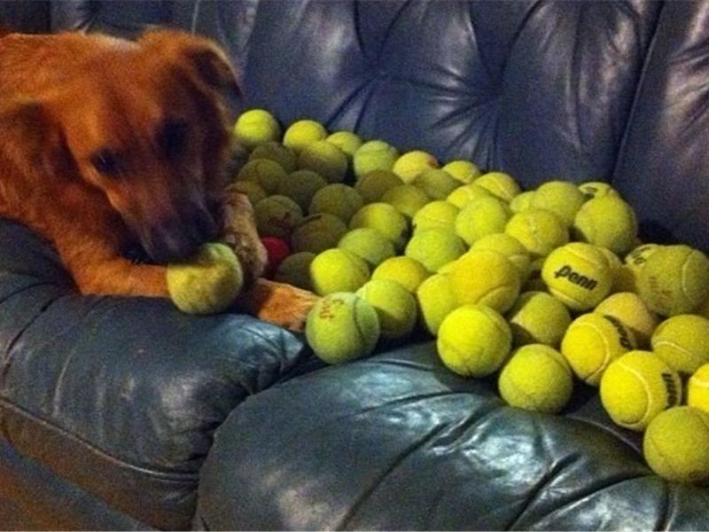 Most Tennis Balls Put Around A Dog