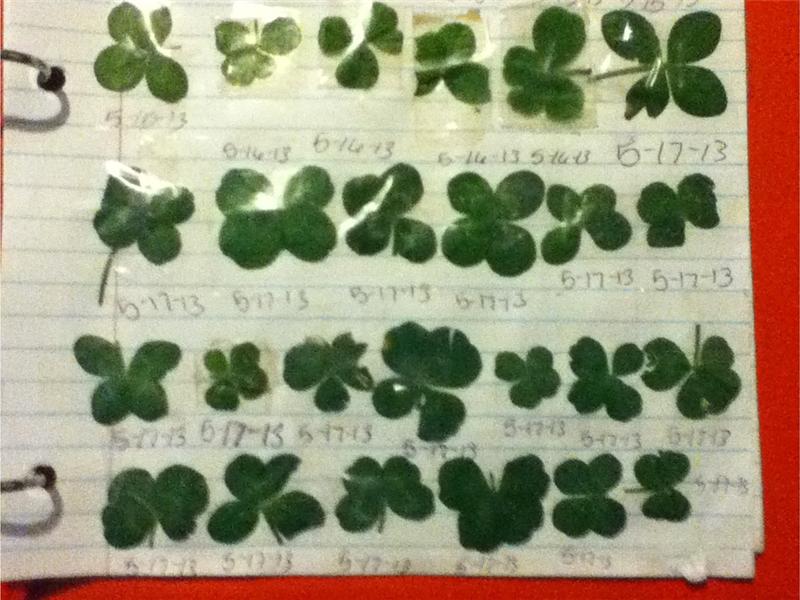 Largest Collection Of Four-Leaf Clovers