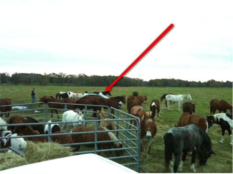 Most Horses Visible In A Photograph Of A Car