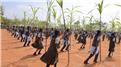 Most People Dancing At Once While Holding Sugarcane Stalks