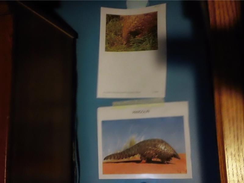 Most Pangolin Photos Posted On Wall