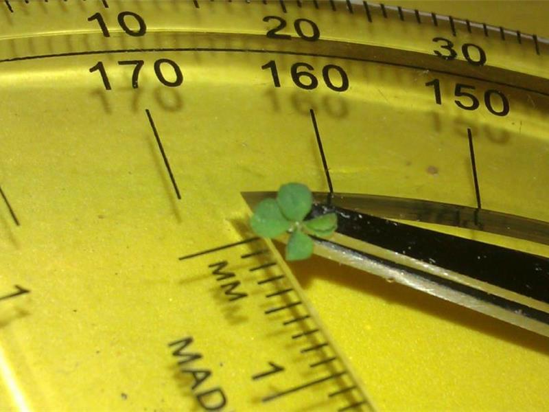 Smallest Four-Leaf Clover