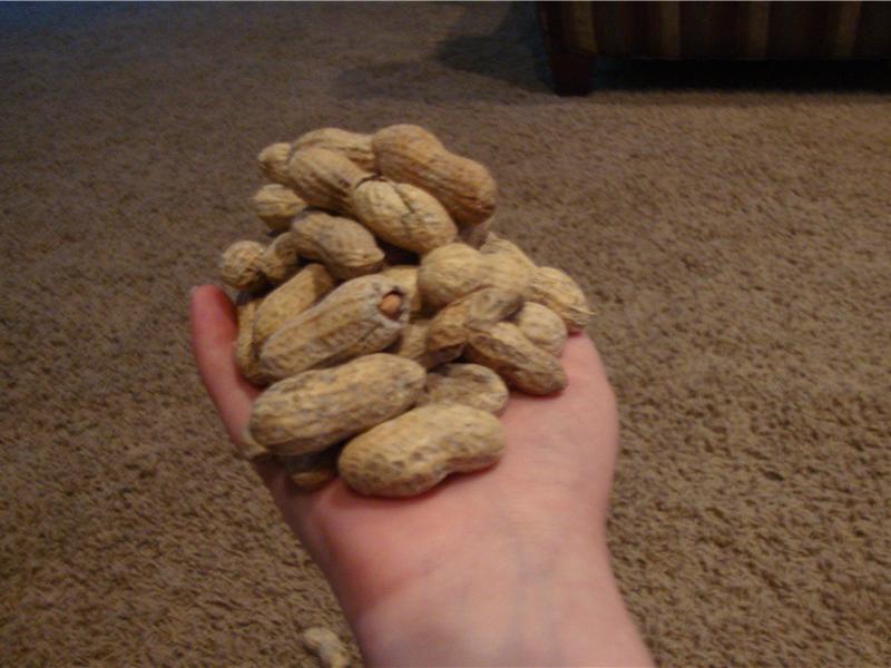 Most Peanuts Held In One Hand