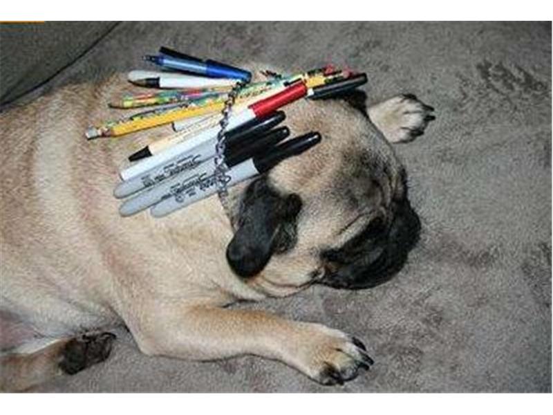 Most Writing Utensils Fit Inside A Pug\'s Collar