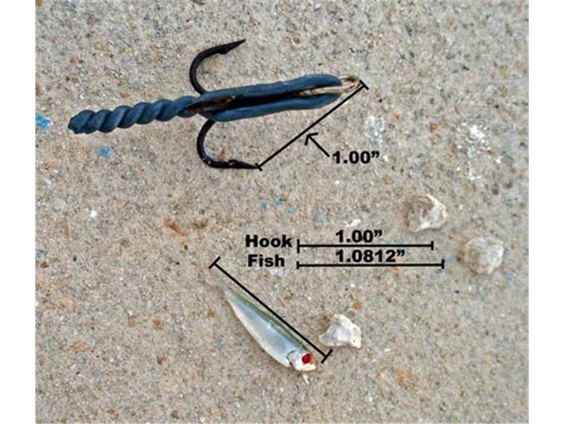 Smallest Fish Caught Using A Hook, World Record