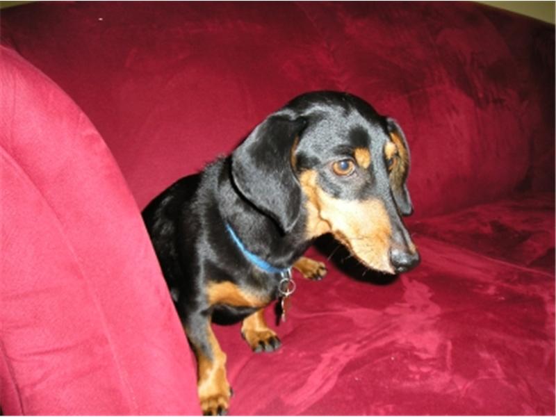 Most Daschunds Placed On A Red Couch